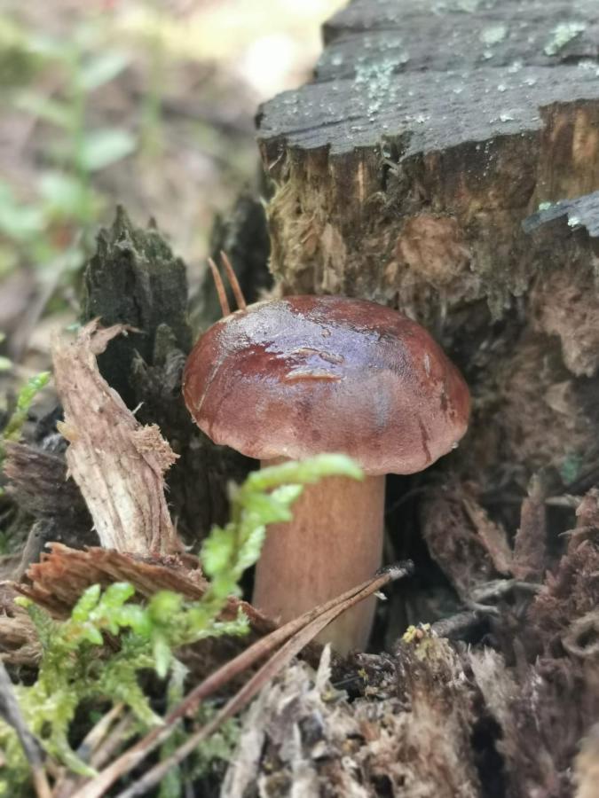 Drewniany Domek Nad Miedwiem Morzyczyn  Kültér fotó